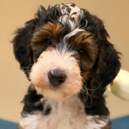 Uma - Tri-color female Bernedoodle puppy in Yuciapa, California from AlltheDoodlez_