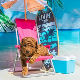 Poodle Puppies from Southern Girls Poodles