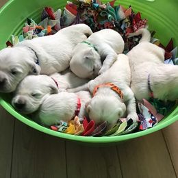 Golden Retriever Puppies from Snow Walker Goldens