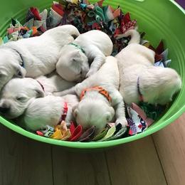 Golden Retriever Puppies from Snow Walker Goldens