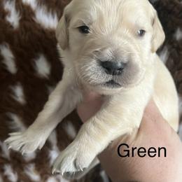Green - Light golden male Golden Retriever puppy in Jesup, Georgia from Painted Platinum Retrievers (Painted Platinum Kennel) PPK