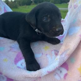 Male 3 - Black male Labrador Retriever puppy in Centerville, Pennsylvania from Rose Haven Farm