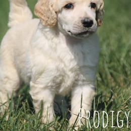 Banket - Cream male Poodle puppy in Pella, Iowa from Prodigy Farms Therapy Dogs