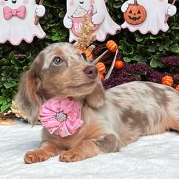 Isabelle - Fawn (Isabella) female Dachshund puppy in Woodbine, Georgia from Walker's Minidachs