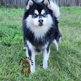 Impala - Pomsky