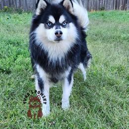 Impala - Pomsky