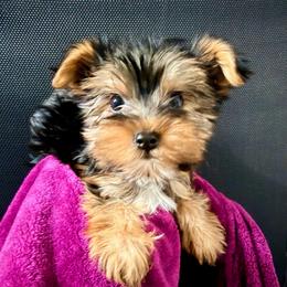 Girl 1 - Parti female Yorkshire Terrier puppy in Bakersfield, California from Yorkie To My Heart