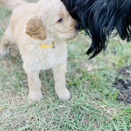 Goldendoodle Puppies from Izzy's Doodles