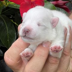 Koda - White male Japanese Spitz puppy in Pickerington, Ohio from Mika Japanese Spitz