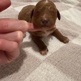 Girl 5 - Red  female Goldendoodle puppy in Ridgewood, New Jersey from Jessie’s Doodles