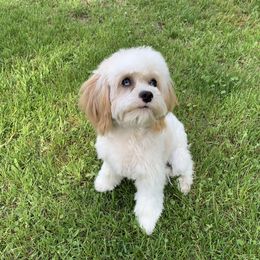 Winter - Cavapoo