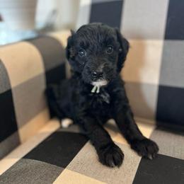 Winter - Black female Bordoodle puppy in Valley Center, California from Circle R Valley Bordoodls