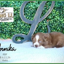 Annika - Red female Miniature Australian Shepherd puppy in Madisonville, Texas from Flying LL Aussies