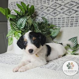 Yellow Collar Female - Black tri-color female Aussiedoodle puppy in Grand Rapids, Michigan from The Kindred K9
