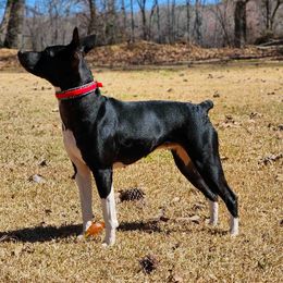 Cazador - Rat Terrier