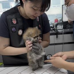 Pomeranian Puppies from Teacup Pomeranians with Teddy bear looks