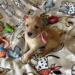 Miss Pink - Golden female Golden Retriever puppy in Garland, Texas from Rangel Family Goldens