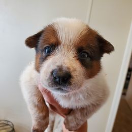 Full mask Red - Red speckled male Australian Cattle Dog puppy in Lenoir, North Carolina from Blue Coyote Ranch
