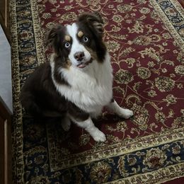 Harrison - Australian Shepherd