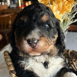 Chuggs - Tri-color male Bernedoodle puppy in Malakoff, Texas from Bluemoon Bernedoodles