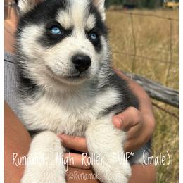 Runamok High Roller - VIP - Wolf sable male Pomsky puppy in St. Maries, Idaho from Runamok Farm
