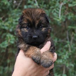 Annabelle - Sable female German Shepherd puppy in Canton, Texas from WILDWOOD GERMAN SHEPHERDS