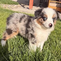 Hendrix - Blue merle male Miniature Australian Shepherd puppy in Reno, Nevada from Battle Born Mini Aussies