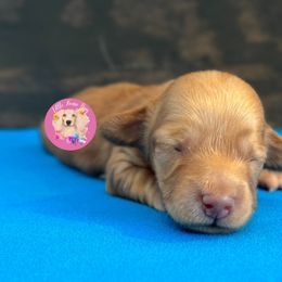Foxy - Red female Dachshund puppy in Dothan, Alabama from Little House Pups