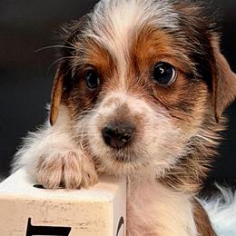 Brown-white parti boy - Parti male Yorkshire Terrier puppy in Machesney Park, Illinois from Three Yorkie Family