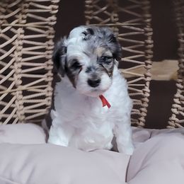 Red collar - Blue merle female Bernedoodle puppy in Wallace, Michigan from Daisy's Doodles