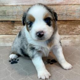 Whitley - Blue merle female Miniature Australian Shepherd puppy in Midway, Texas from L Bar W Aussie Ranch