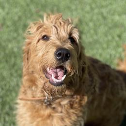 Daisy - Goldendoodle