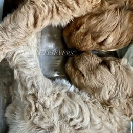 Goldendoodles and Golden Retrievers from Golden Rose Retrievers and Doodles