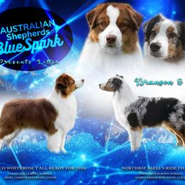 Australian Shepherd puppies from BlueSpark Australian Shepherds
