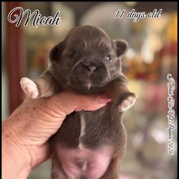 Micah - Black and white male Shih Tzu puppy in Beatrice, Nebraska from I Shih Tzu Not Puppies