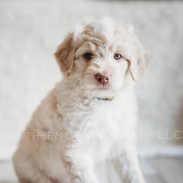 Bernedoodle Puppies from Southern Oak Breeders LLC