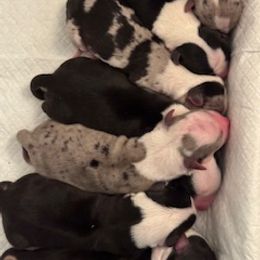 Boy 2 - Blue merle and white male Cardigan Welsh Corgi puppy in Huntington Beach, California from Lucky Puppies