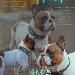 Huck - French Bulldog