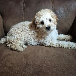 Maltipoo puppies from Snow Pond Farm