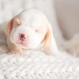 Meringue - Red and white female Beagle puppy in Caldwell, Ohio from Folklore Kennel
