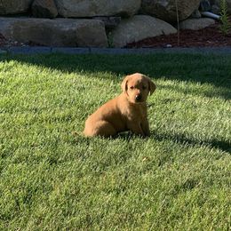 Labrador Retriever Puppies from TNT Elite Labradors