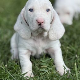 Lilith - Black and white female Basset Hound puppy in Glen Burnie, Maryland from Jenna's Basset Hounds