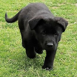 German Shepherd Puppies from Vom Hallynn Haus