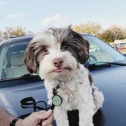 Mickey - Parti male Yorkshire Terrier puppy in Watertown, New York from NNYYorkies