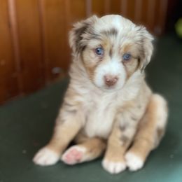 Miniature Australian Shepherd Puppies from Water's Edge Aussies