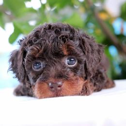 Glory - Phantom female Poodle puppy in Goliad, Texas from Sassy Lil Aussies and Diamond W Poodles