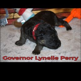 German Shepherd Puppies from Walker Family Shepherds LLC