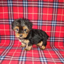 Timmy - Black and tan male Yorkshire Terrier puppy in Lapeer, Michigan from Puppy Kisses