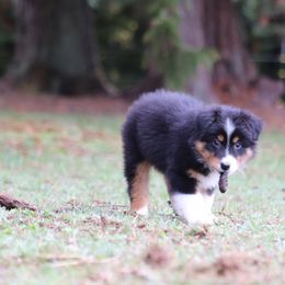 Australian Shepherd Puppies from Wandering Acres Ranch