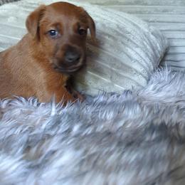 Boy 1 - Red male Irish Terrier puppy in Broadway, North Carolina from Detmore Kennels